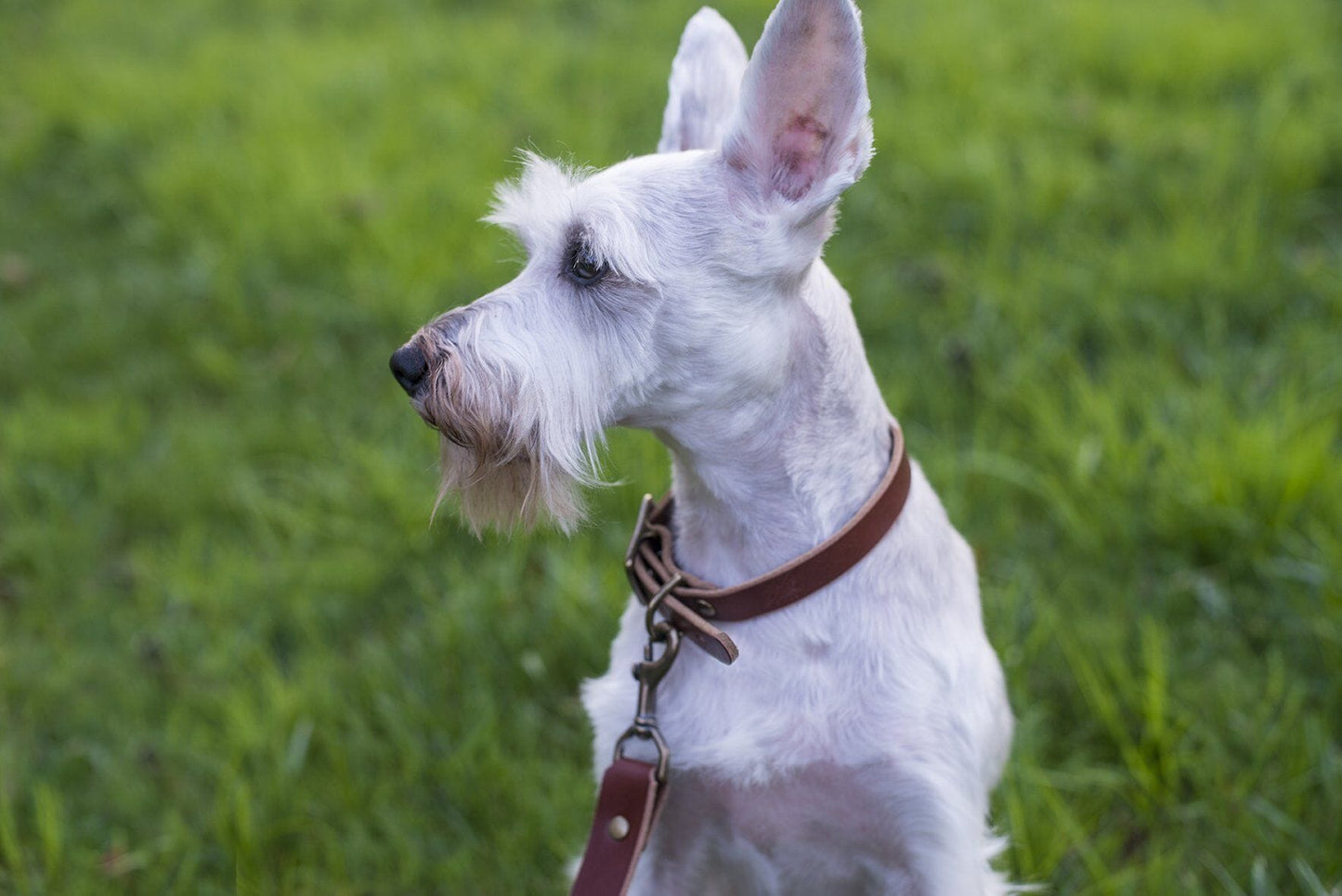 CHARLIE LEATHER DOG COLLAR - MOCHA/BRASS - 1" W X 14" LONG - IN STOCK